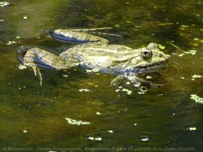 Photo de Grenouille