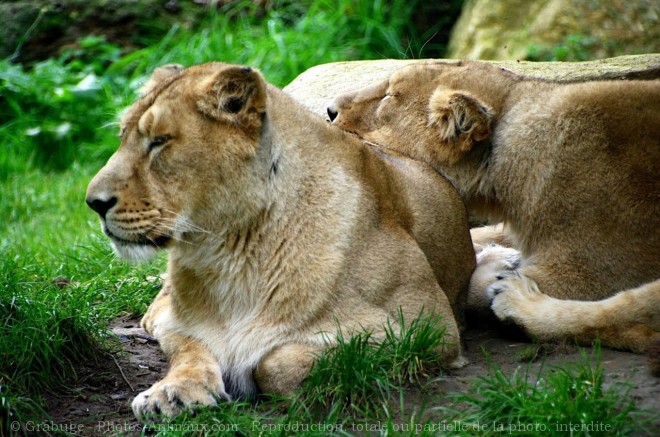 Photo de Lion