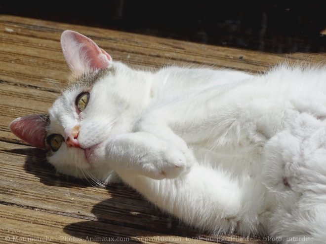 Photo de Chat domestique