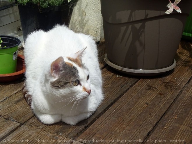 Photo de Chat domestique