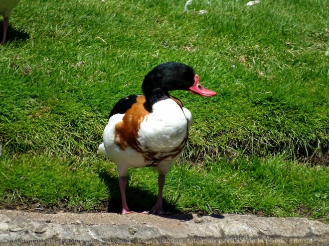 Photo de Canard tadorne de belon