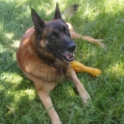 Photo de Berger belge malinois