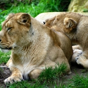 Photo de Lion