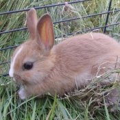 Photo de Lapin