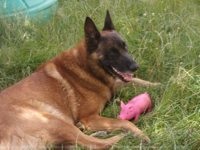 Photo de Berger belge malinois