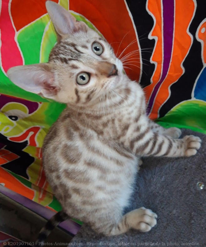 Photo de Bengal