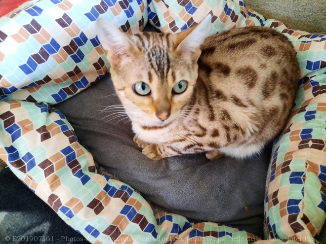 Photo de Bengal