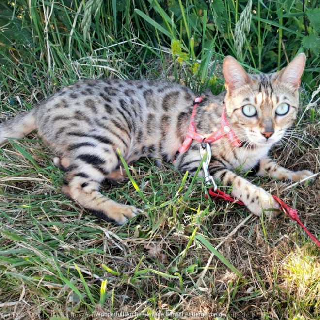 Photo de Bengal