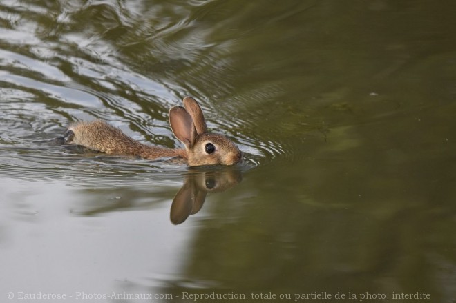 Photo de Lapin