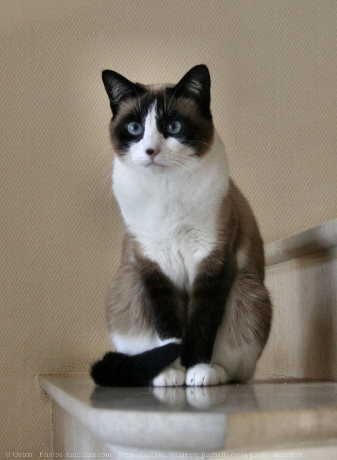 Photo de Snowshoe