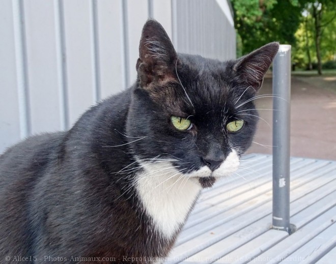 Photo de Chat domestique