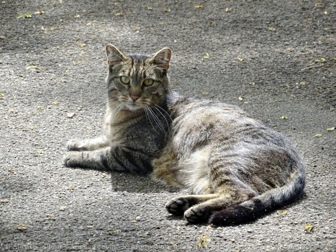 Photo de Chat domestique