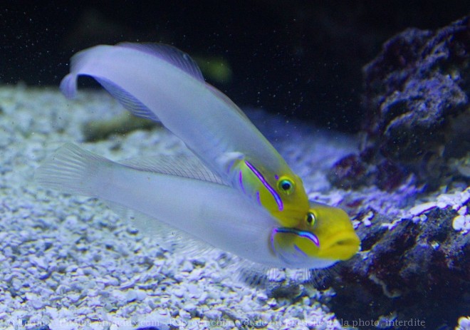 Photo de Poissons exotiques