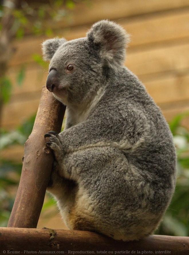 Photo de Koala