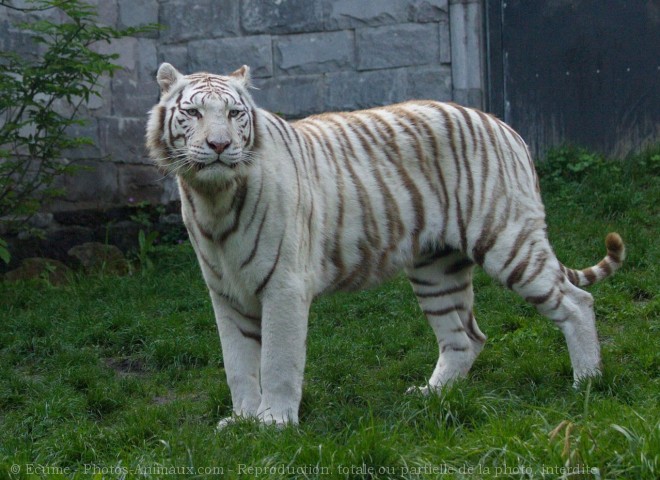 Photo de Tigre