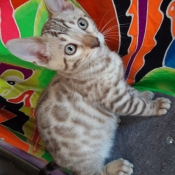 Photo de Bengal