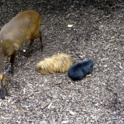 Photo de Muntjac