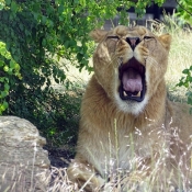 Photo de Lion