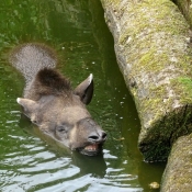 Photo de Tapir