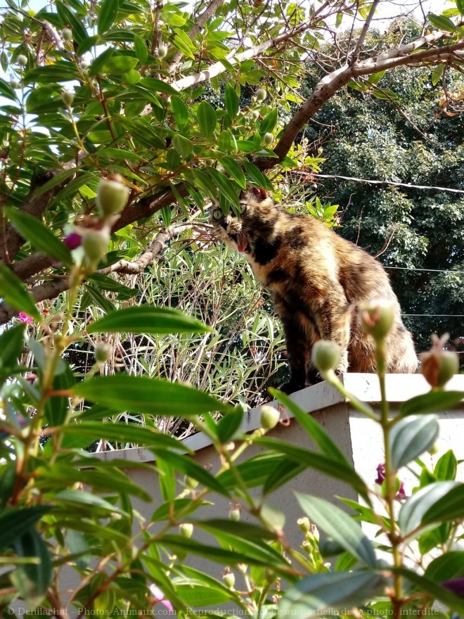 Photo de Chat domestique