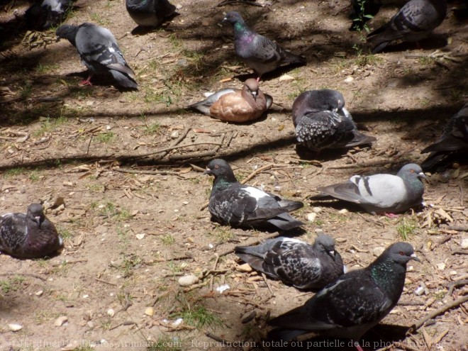 Photo de Pigeon - biset