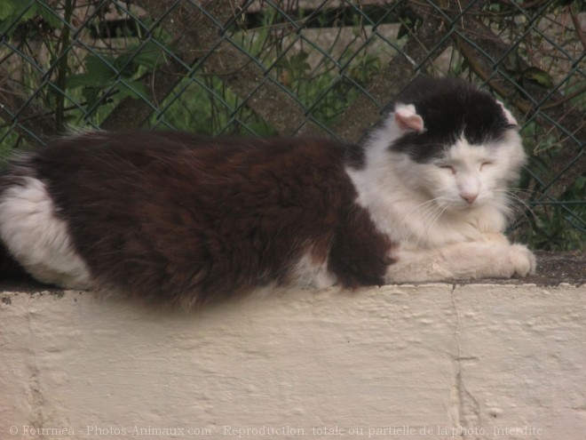 Photo de Chat domestique