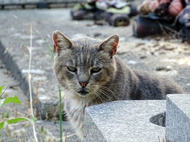 Photo de Chat domestique