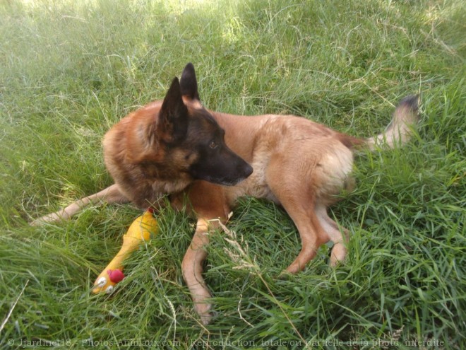 Photo de Berger belge malinois