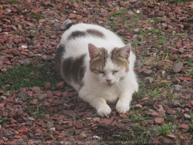 Photo de Chat domestique