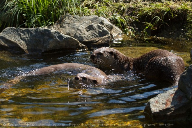 Photo de Loutre