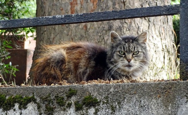 Photo de Chat domestique