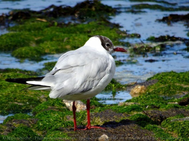 Photo de Mouette