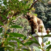 Photo de Chat domestique