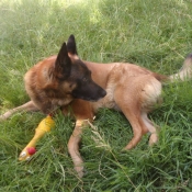 Photo de Berger belge malinois