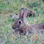 Photo de Lapin