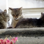 Photo de Chat domestique