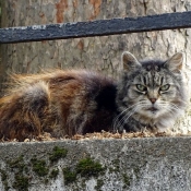 Photo de Chat domestique