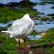 Photo de Mouette