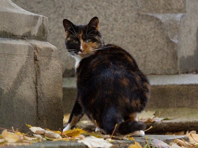 Photo de Chat domestique