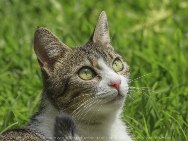 Photo de Chat domestique