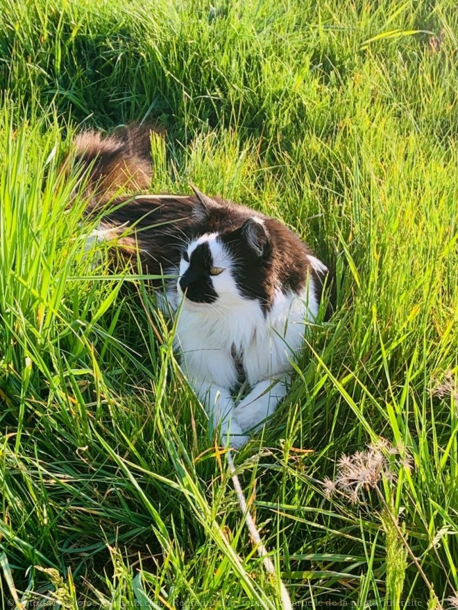 Photo de Maine coon