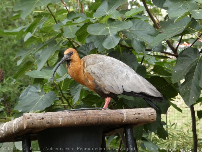 Photo d'Ibis