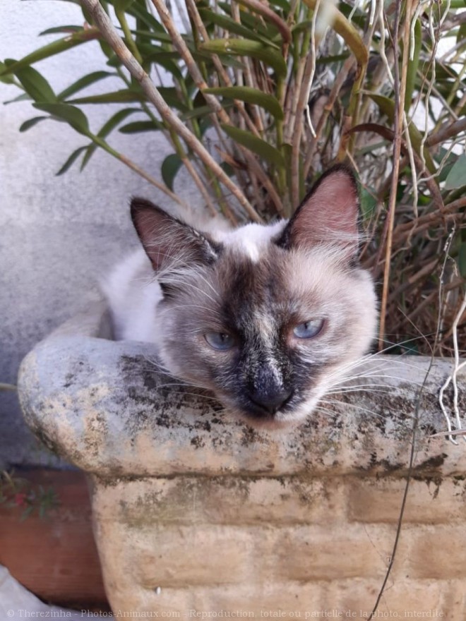 Photo de Chat domestique