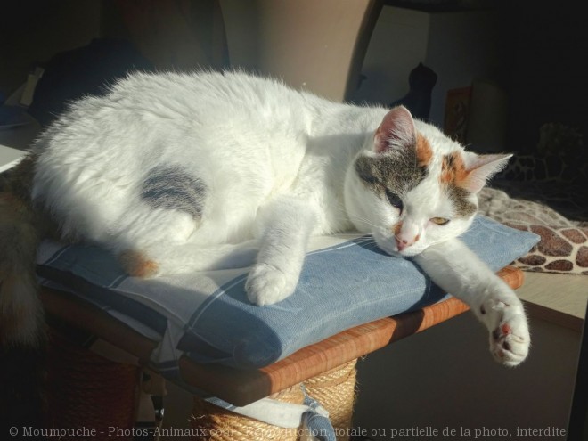 Photo de Chat domestique