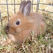 Photo de Lapin