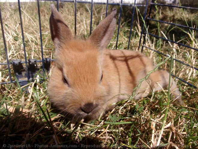 Photo de Lapin