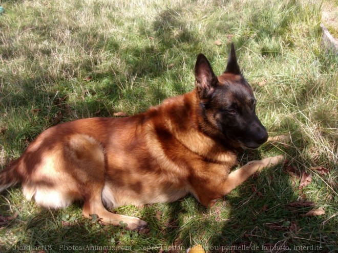 Photo de Berger belge malinois