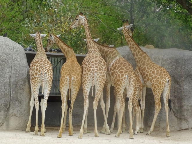 Photo de Girafe