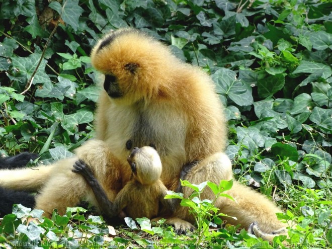 Photo de Singe - gibbon