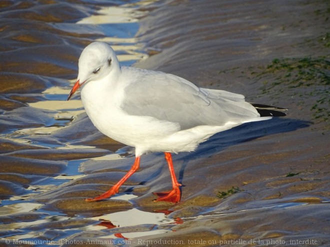 Photo de Mouette